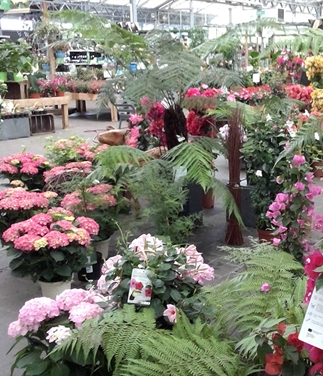 JARDINERIE DUBIS