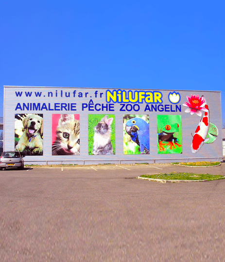 NILUFAR SAINT-LOUIS